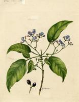 Vitex divaricata