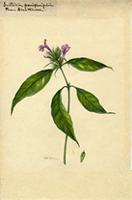 Justicia periplocifolia