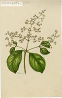Iresine argentata