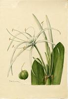 Hymenocallis declinata