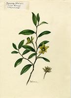 Cananga blainii