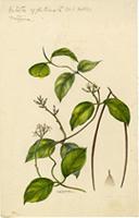 Prestonia agglutinata