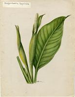Dieffenbachia seguina