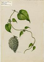 Ibatia maritima