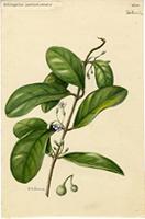 Schlegelia portoricensis