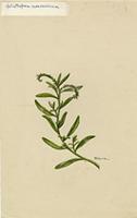 Heliotropium curassavicum