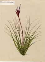 Tillandsia sublaxa