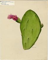 Nopalea cochenillifera