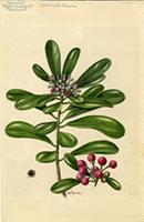 Canella winterana