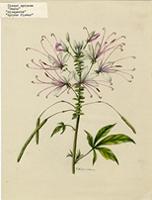Cleome spinosa