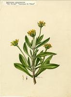 Borrichia arborescens