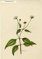 Melanthera nivea