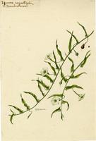 Ipomoea angustifolia