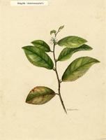 Samyda dodecandra