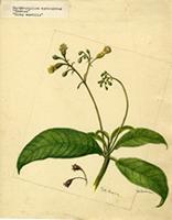 Rhytidophyllum auriculatum