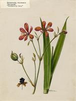 Belamcanda chinensis