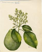 Persea americana
