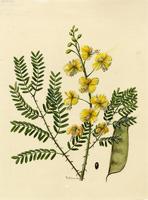 Biancaea sepiaria
