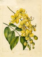 Cassia fistula