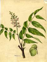 Stahlia monosperma