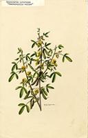 Crotalaria lotifolia