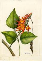 Erythrina poeppigiana