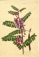 Sabinea punicea