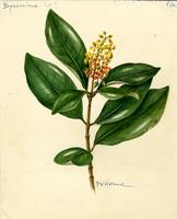 Byrsonima