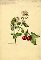 Malpighia punicifolia