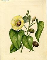 Thespesia populnea