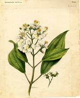 Menendezia biflora