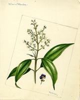 Miconia tetrandra