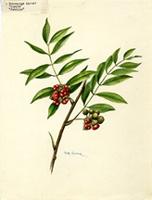 Trichilia hirta