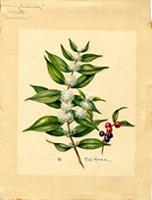 Eugenia floribunda
