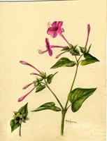 Mirabilis jalapa