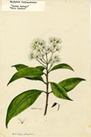 Mayepea domingensis