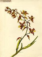 Cyrtopodium punctatum