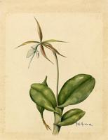 Amphiglottis nocturna