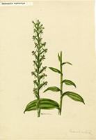 Habenaria eustachya