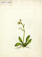 Oncidium alatum