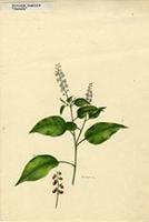 Rivina humilis