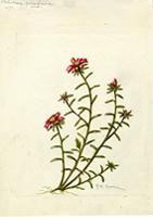 Portulaca poliosperma