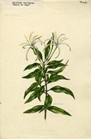 Exostema caribaeum