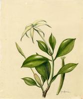 Hillia parasitica
