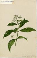 Psychotria ligustrifolia