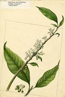 Acnistus arborescens