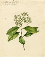 Zanthoxylum monophyllum