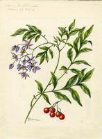 Solanum seaforthianum