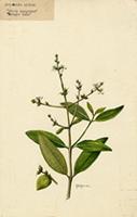 Avicennia nitida