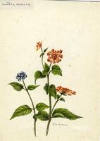 Lantana camara